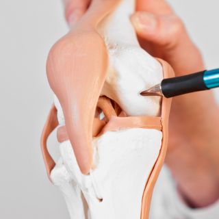 Fortalecimiento de los Cartílagos