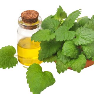 Extracto de aceite de abeto